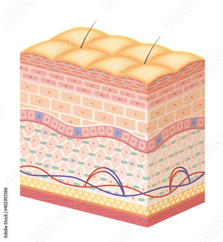 Cross section of the skin 7_2 No commentary