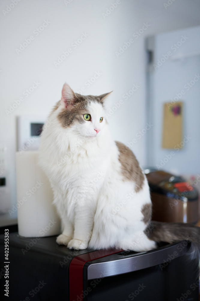 台所のレンジの上に座っている白猫