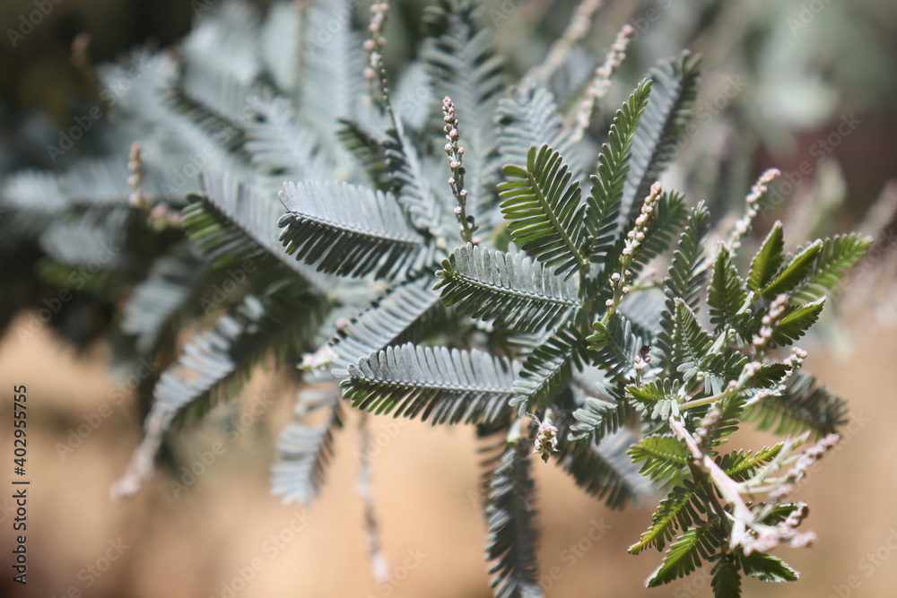 closeup fern tree
