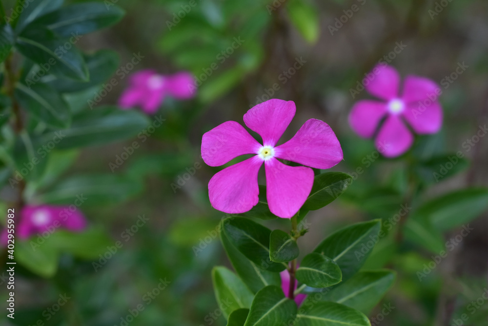 Flowers and leaves That is natural Beautiful in the garden Looked fresh Flowers and leaves That is natural Beautiful in the garden Looked fresh