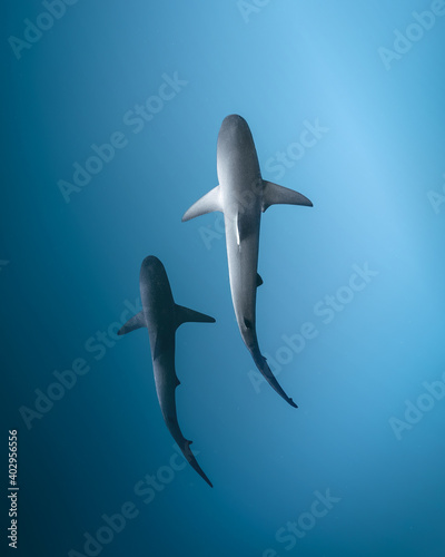 Fototapeta Two sharks swim in the ocean, top view underwater