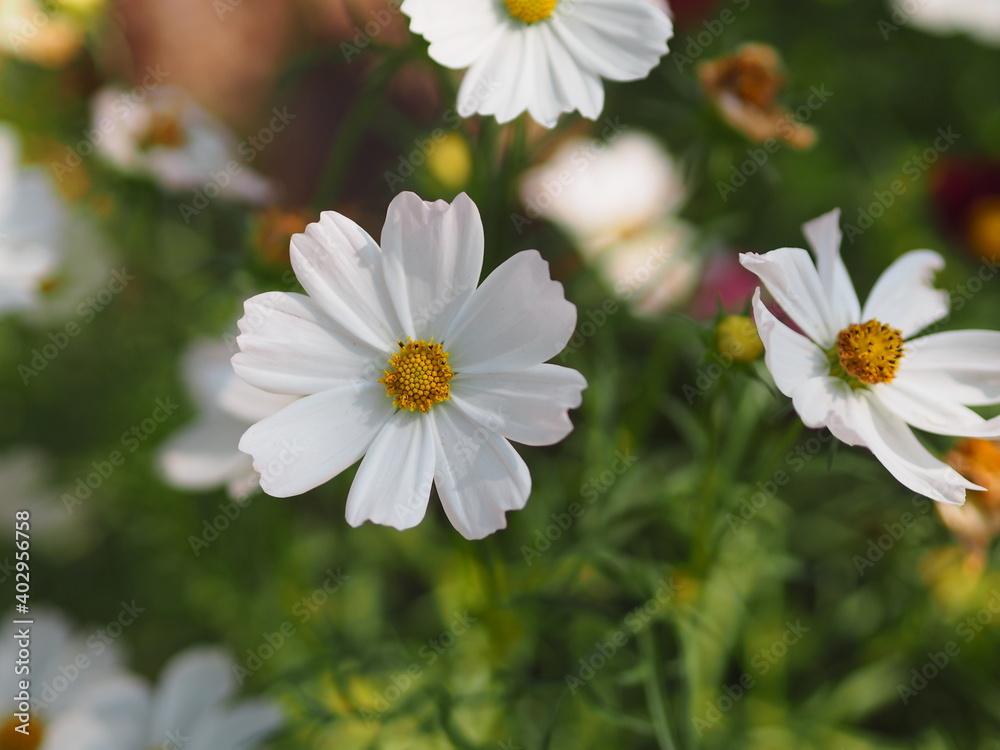 Fototapeta premium white color flower, sulfur Cosmos, Mexican Aster flowers are blooming beautifully springtime in the garden, blurred of nature background