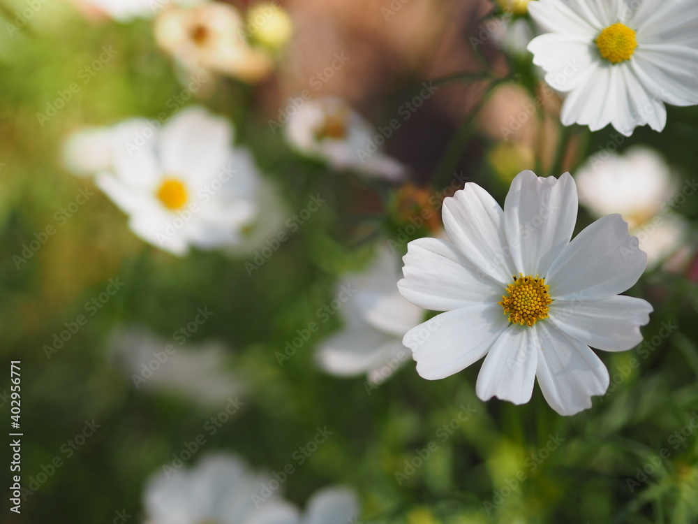 Fototapeta premium white color flower, sulfur Cosmos, Mexican Aster flowers are blooming beautifully springtime in the garden, blurred of nature background