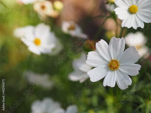 white color flower  sulfur Cosmos  Mexican Aster flowers are blooming beautifully springtime in the garden  blurred of nature background