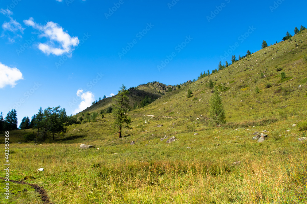 Mountain ridge with larch trees and green grass picturesque background view. Meadow terrain for hiking. Altai Mountains, Russia, stock photography.