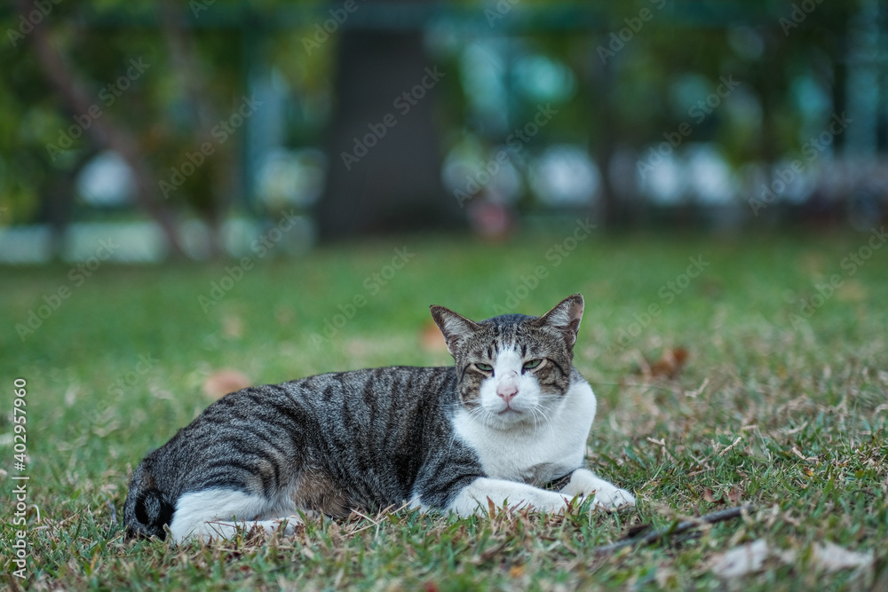 Naklejka premium The two color Cute cat, green eyes and pink nose, A Cute cat in the garden