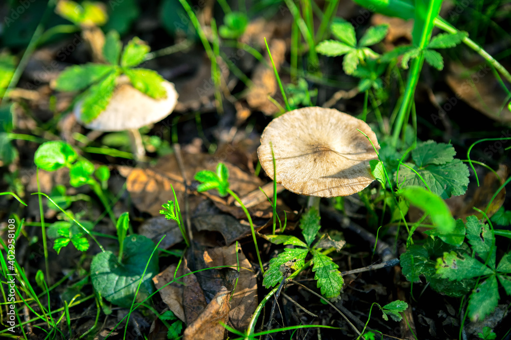 growing in the forest . Uncultivated plants growing in the forest . Uncultivated plants