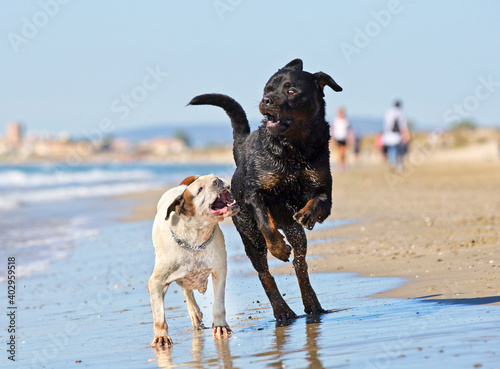 fighting dogs on the beach