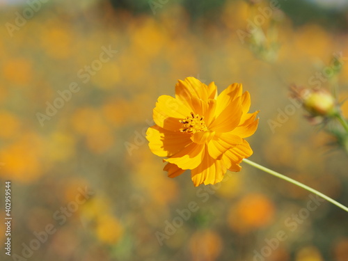 African marigold, American or Aztec marigolds flower Beautiful orange and yellow color Flowers growing blooming in garden nature background