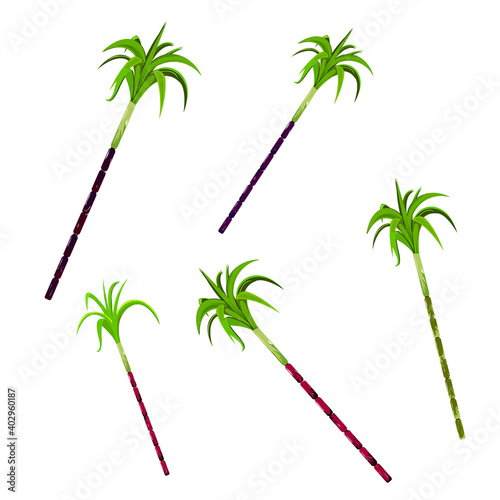 Vector illustration of sugarcane. Set of sugarcanes photo