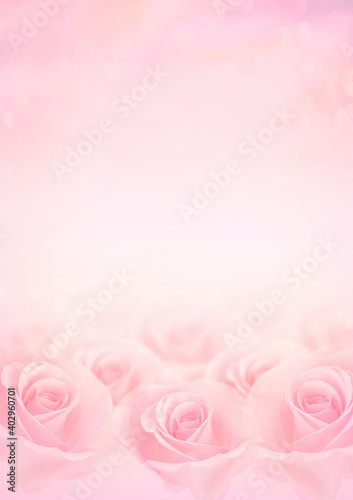 Pink Rose flowers with blurred sofe pastel color background for love wedding and valentines day.