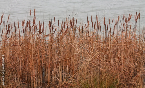 Common reed as background or texture. the thin layer of ice covering the lake. Dry thickets of reeds by the lake.