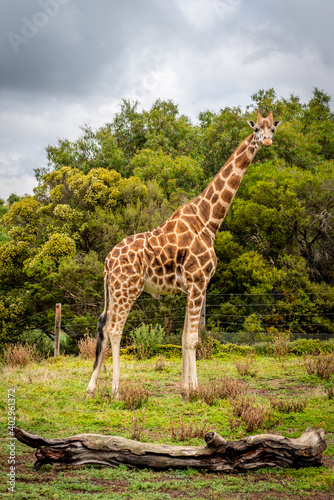 giraffe in the zoo