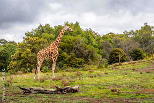 Canvas Print giraffe in the zoo
