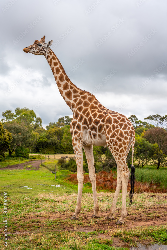 Obraz premium giraffe in the zoo