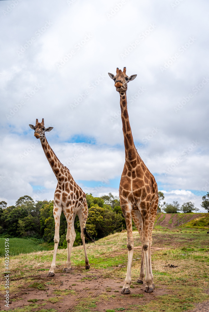 Obraz premium giraffes in the zoo