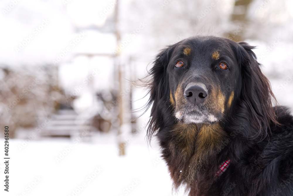 hovawart dog is walking in winter day at snow. Germany guard dog breed hovawart dog is walking in winter day at snow. Germany guard dog breed