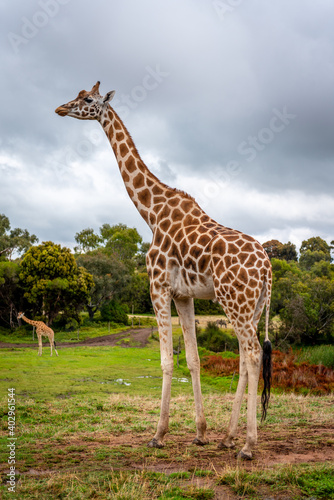 giraffe in the zoo