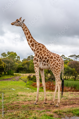 giraffe in the zoo