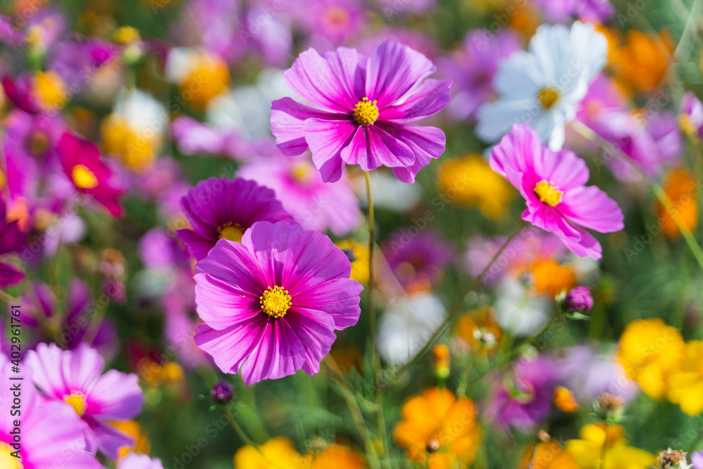 Cosmos flowers of grassland in the morning, nature flower concept - obrazy, fototapety, plakaty 