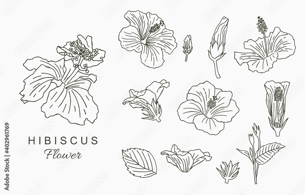 Line flower collection with hibiscus.Vector illustration for icon,sticker,printable and tattoo Line flower collection with hibiscus.Vector illustration for icon,sticker,printable and tattoo