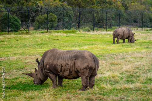 Rhinoceros eating grass 