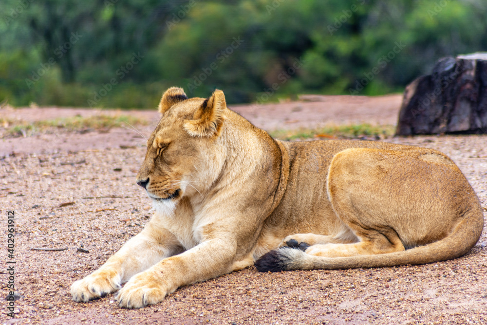 Fototapeta premium Lioness relaxing or sleeping