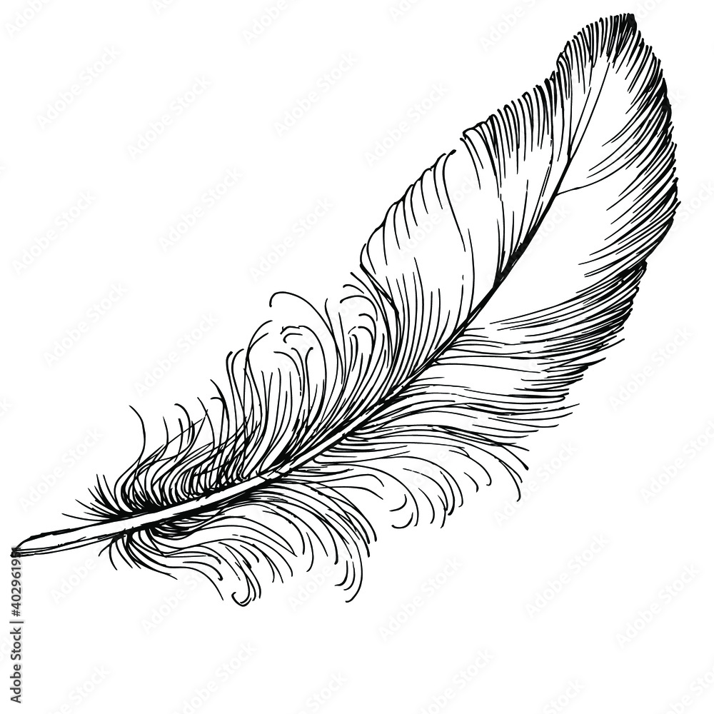 Obraz premium Bird feather from wing isolated. Isolated illustration element. Vector feather for background, texture, wrapper pattern, frame or border.