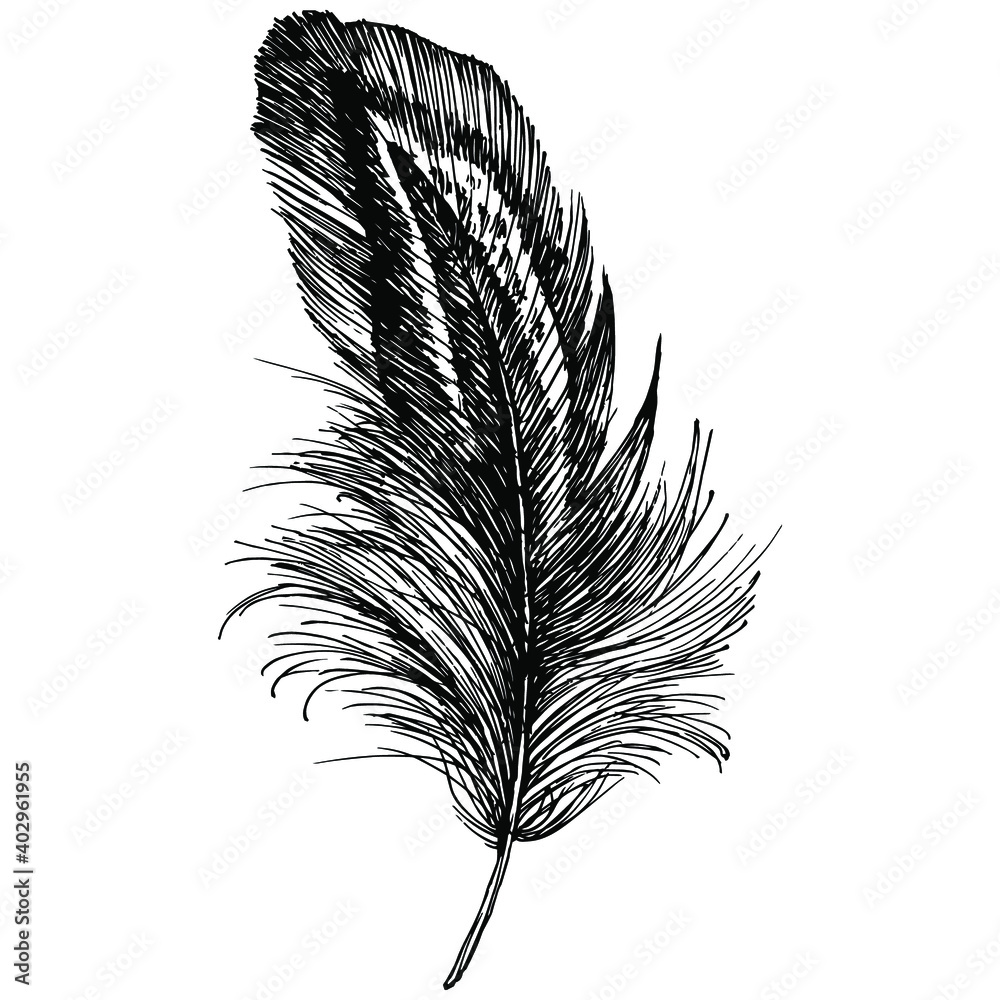 Obraz premium Bird feather from wing isolated. Isolated illustration element. Vector feather for background, texture, wrapper pattern, frame or border.