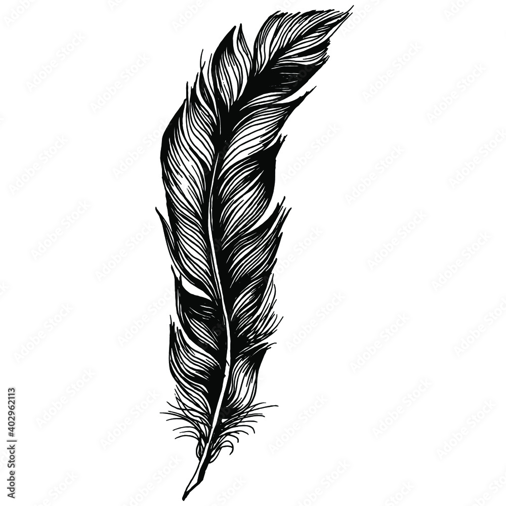 Obraz premium Bird feather from wing isolated. Isolated illustration element. Vector feather for background, texture, wrapper pattern, frame or border.