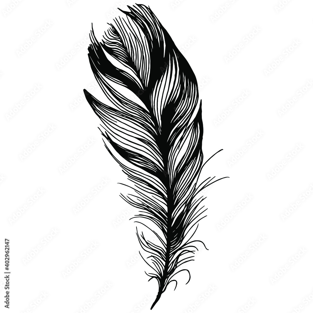 Obraz premium Bird feather from wing isolated. Isolated illustration element. Vector feather for background, texture, wrapper pattern, frame or border.