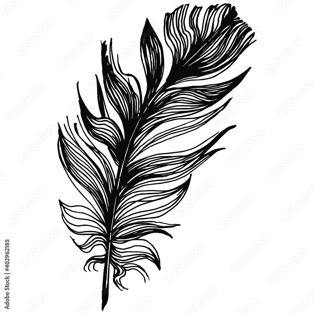 Obraz premium Bird feather from wing isolated. Isolated illustration element. Vector feather for background, texture, wrapper pattern, frame or border.