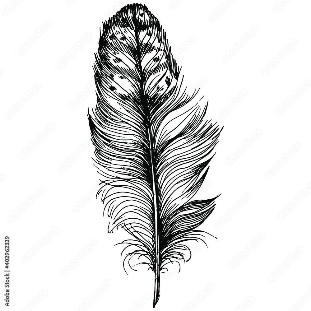 Fototapeta premium Bird feather from wing isolated. Isolated illustration element. Vector feather for background, texture, wrapper pattern, frame or border.