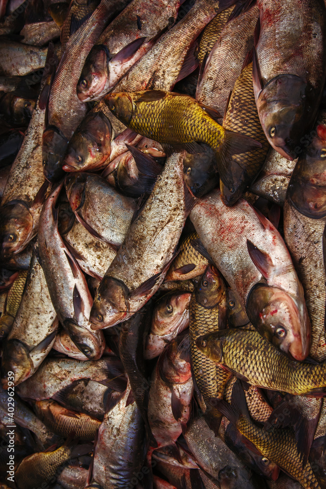 industrial fishing. illegal fishing and seafood. industrial fishing. illegal fishing and seafood.
