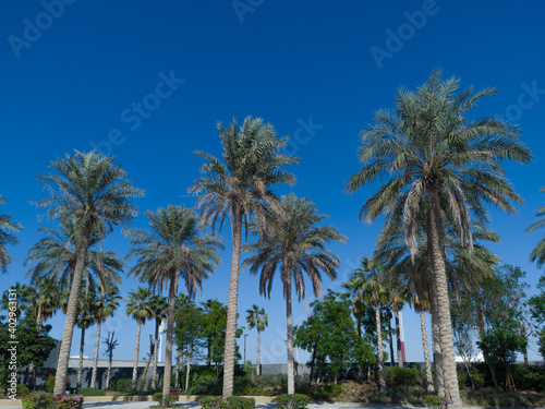 View of beautiful Palm Trees around the Sunny Blue Skies   Tropical Vacation in Dubai   Palm tree on the background  © Makaty