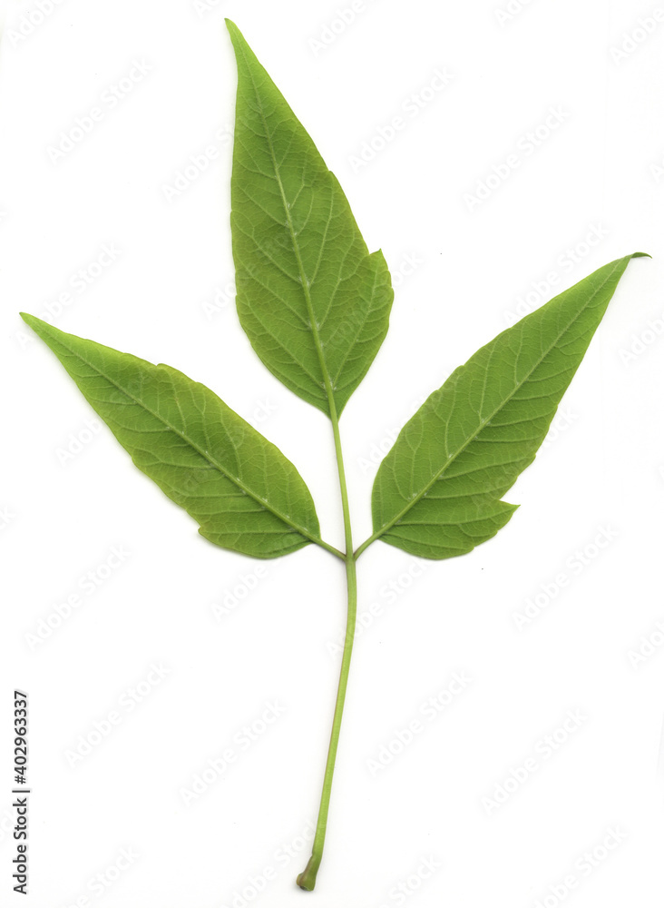 Isolated young green leaf onwhite background. 