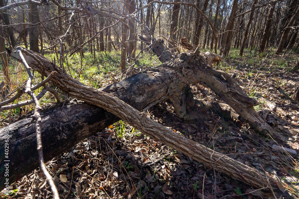 Scenery of a thickly forested areas in the Austin, Texas Hill Country. Scenery of a thickly forested areas in the Austin, Texas Hill Country.