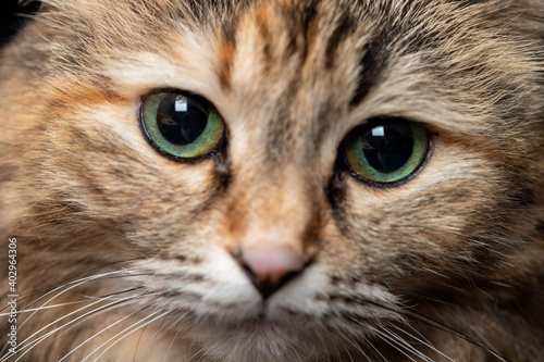 Portrait of a striped cat. Pet close-up.