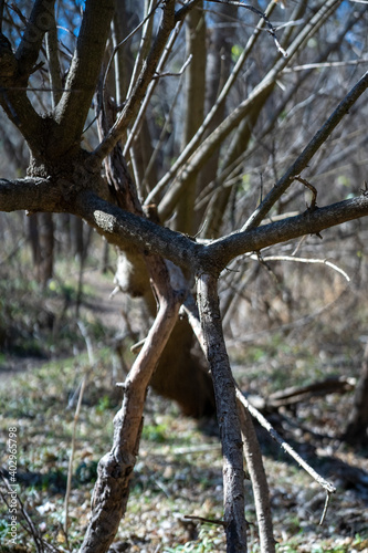 Scenery of a thickly forested areas in the Austin, Texas Hill Country.