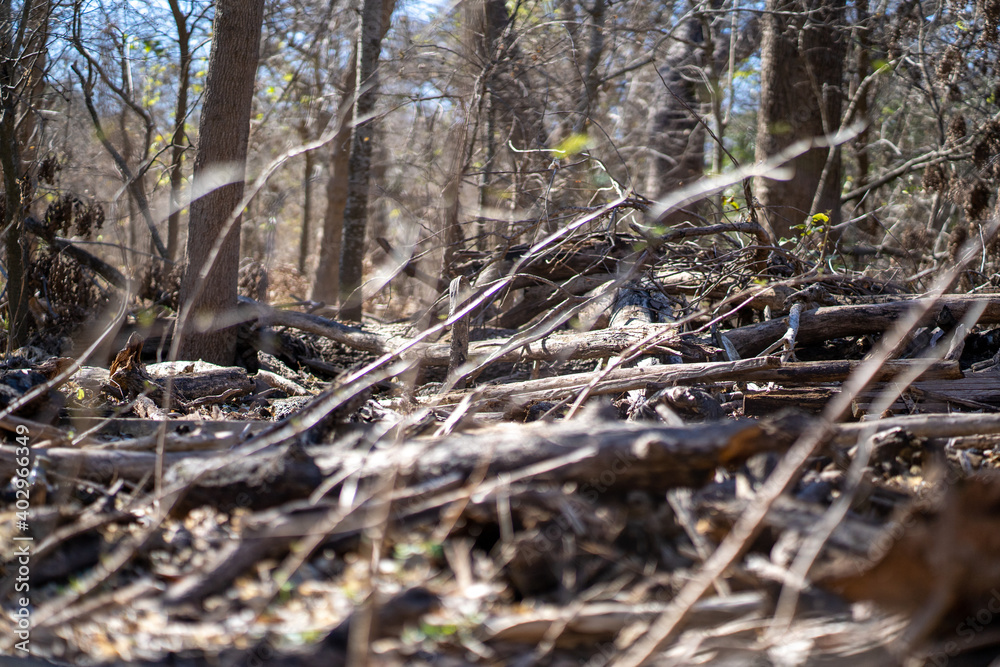 Scenery of a thickly forested areas in the Austin, Texas Hill Country. Scenery of a thickly forested areas in the Austin, Texas Hill Country.
