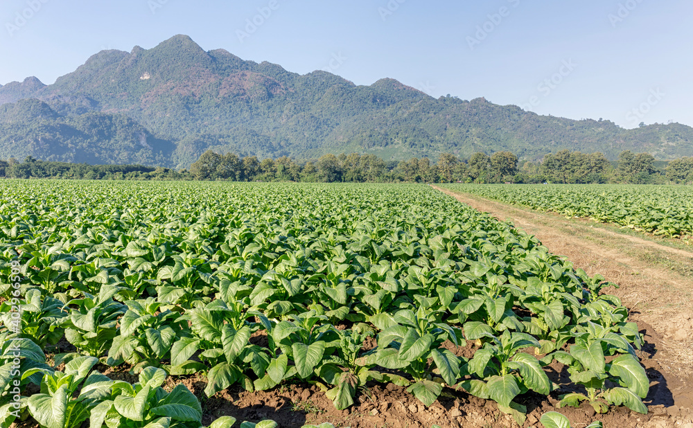 Green tobacco growing at plantation with blue sky and mountain background