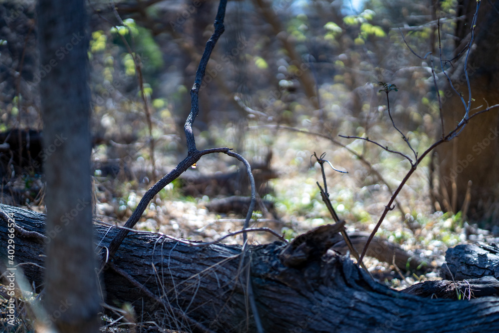 Scenery of a thickly forested areas in the Austin, Texas Hill Country. Scenery of a thickly forested areas in the Austin, Texas Hill Country.