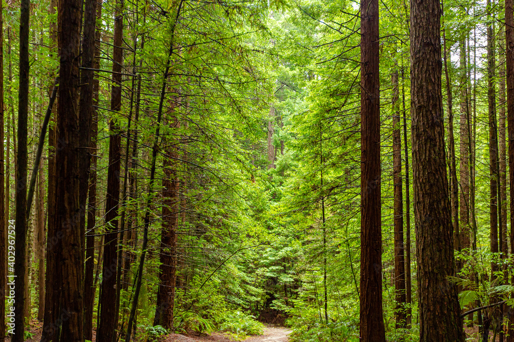 Obraz premium Redwoods forest walk in Rotorua, New Zealand 