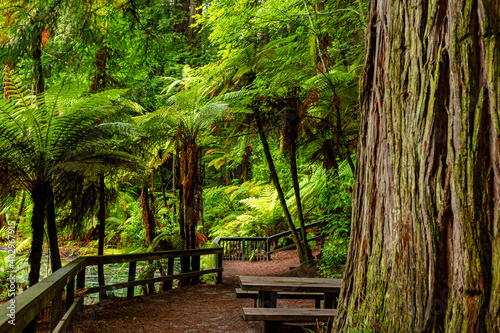 Redwoods forest walk in Rotorua  New Zealand 