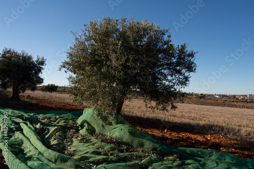 Recolección de aceitunas por valero y tendal photo