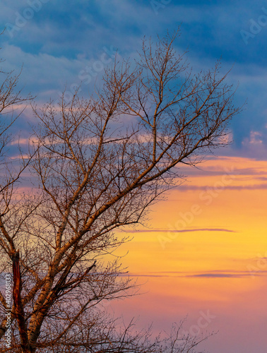 Bare branches on a tree at sunset.