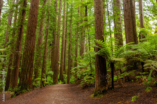 Redwoods forest walk in Rotorua  New Zealand 