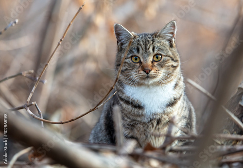 Portrait of a cat in the branches of a tree