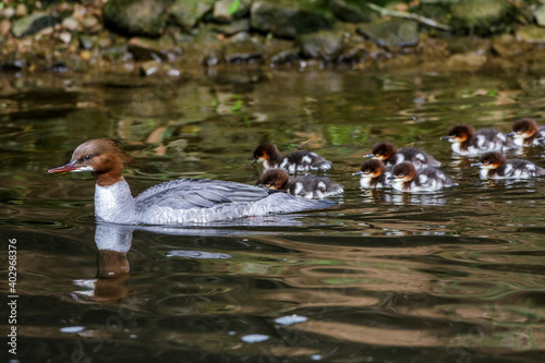 Gänsesäger (Mergus merganser) Weibchen mit Jungen photo