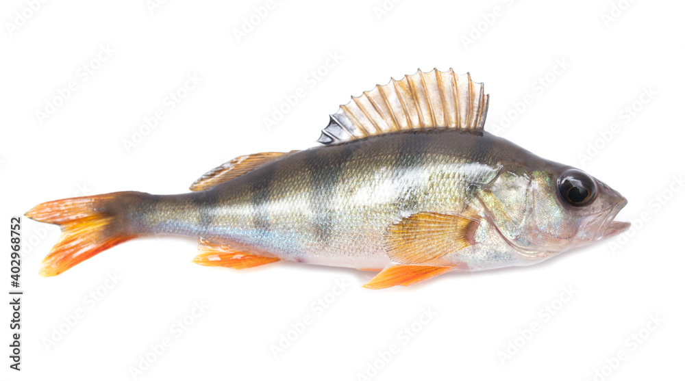 Perch fish isolated on white Perch fish isolated on white